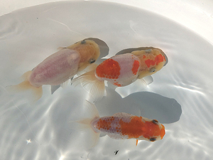 ★らん弐ちゃんファーム★│227│　銀鱗ギラギラ！　桜錦　当歳魚　約9cm　3匹セット