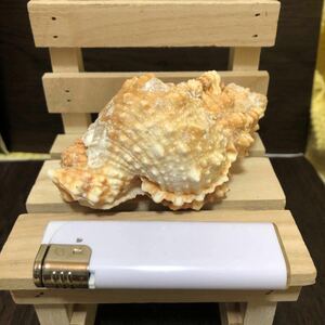 YK-1295 ボラガイ ボラ貝 ぼら貝 長さ 約11cm 重量 約121g 詳細種不明 沖縄 海 貝殻 貝 アンティーク 置物 オブジェ