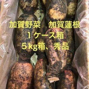 加賀野菜　加賀蓮根5kg箱　Ｌサイズ秀品