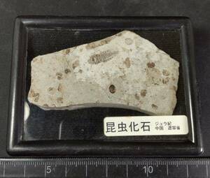 昆虫化石 ⑤ ウンカヨコバエ 年代 ジュラ紀 産地 中国遼寧省