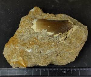 歯化石 モササウルス 母岩① サメの歯　その他化石の欠片 年代 中生代 白亜紀 産地 モロッコ