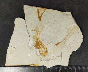 魚化石 リコプテラ ① 年代 白亜紀前期 産地 中国 遼寧省