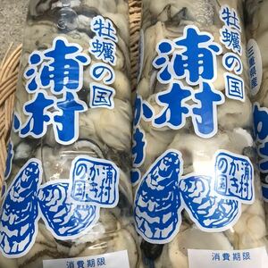 伊勢志摩 鳥羽名産！漁師直送 浦村牡蠣 生食可 むき身500gセット×2袋セット かき カキフライ 牡蠣飯　お歳暮 oyster お家時間 お取り寄せ1