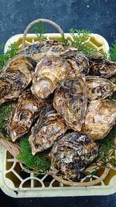 伊勢志摩 鳥羽名産 浦村かき 牡蠣　生食可　Mサイズ　殻付き100個セット カキフライ かき 牡蠣 お取り寄せ oyster 漁師直送 お歳暮