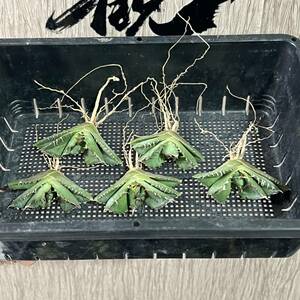 【龍園觀】No.738 特選 アガベ 多肉植物 蟹 カニ 強棘 極上株 5株 （組織培養株）