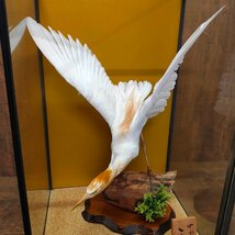 希少 中国産 鷺 サギ 剥製 白い鳥 ガラスケース入り　110702/SR4/200_画像2