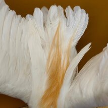 希少 中国産 鷺 サギ 剥製 白い鳥 ガラスケース入り　110702/SR4/200_画像6