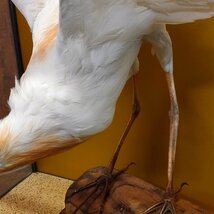 希少 中国産 鷺 サギ 剥製 白い鳥 ガラスケース入り　110702/SR4/200_画像4
