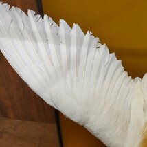 希少 中国産 鷺 サギ 剥製 白い鳥 ガラスケース入り　110702/SR4/200_画像7