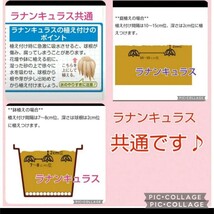 出品限り【大～特大２球】ラナンキュラス『アンティークカラーMIX』　送料110円〜　ネコポスはサイズオーバー♪　球根サイズはお任せで♪_画像4