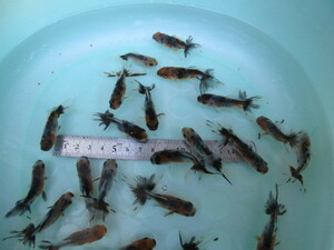 ★鈴木東錦☆当歳魚☆20匹＋サービス2匹付き☆現物・発泡スチロール発送☆自家繁殖魚★