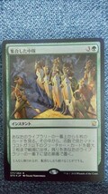 MTG マジック・ザ・ギャザリング　FOIL　《集合した中隊/Collected Company》[DTK] 緑R　日本語版　 タルキール龍紀伝_画像1