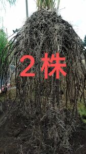 2株特別価格　北海道産　アスパラガス　株　苗