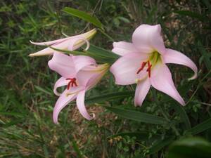 山野草　濃色ササユリの美花「紀州ササユリ」
