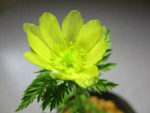 山野草　福寿草塊株の２０芽付き　NO４