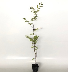 クマシデ 樹高1.0m前後 10.5cmポット （20本セット）（送料無料） 苗 植木 苗木 庭