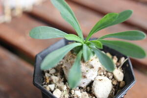 多肉植物　ユーフォルビア　峨眉山苗です　その④　おまけつき