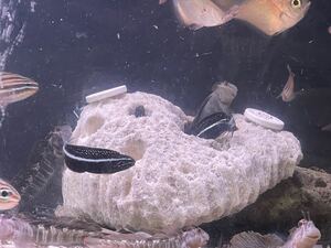 【デスロック1.159kg】海水魚 ライブロック 装飾 カエルウオ ギンポ 魚の隠れ家に