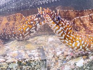【トラウツボM 1匹】割れアゴ ドラゴンモレイ 海水魚 可愛い魚 かっこいい魚 ウツボ 最大７０cm程まで成長しますが、狭い場所が好きです◎