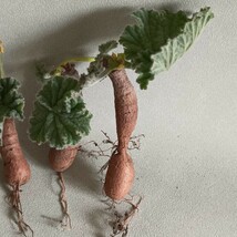 Y908 塊根植物 Pelargonium lobatum ペラルゴニウム・ロバツム 実生株 特選5株セット_画像2