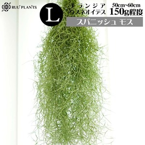 【Lサイズ】スパニッシュモス／チランジアウスネオイデス　150ｇ-200ｇ　50-60センチ程度