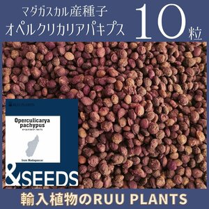 新入荷【種子10粒】オペルクリカリア・パキプス 種
