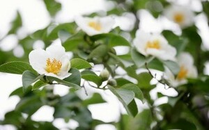 山野草　ナツツバキ☆種５０個