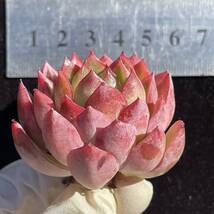 27株　　Y4-2 多肉植物 エケベリアシチリア　　超美苗 サボテン 観葉植物 花 園芸　レア種_画像3