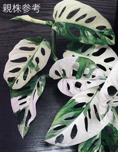 お得 希少 白美麗【 斑入り マドカズラ 】 茎伏挿木6本 Monstera adansonii variegata モンステラ アダンソニー バリエガータ 1