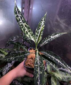 Aglaonema pictum ④