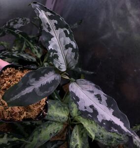 Aglaonema Pictum ⑥