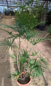 雲南棕櫚竹　