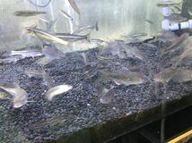 特黒 天然砂利4キロ(約5ミリ粒)魚が映える(熱帯魚 水草 金魚 メダカ タナゴ 錦鯉 日本淡水魚 アロワナ ザリガニ)新品未使用 送料無料_画像4