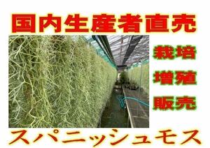 無農薬　生産直売　1束　100グラム　70㎝以上　国内栽培　太葉タイプ　ウスネオイデス　スパニッシュモス　エアープランツ Tillandsia 