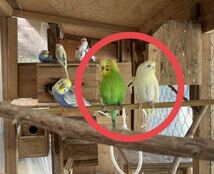 セキセイインコ3個　食用有精卵_画像1