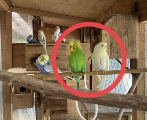 セキセイインコ3個　食用有精卵