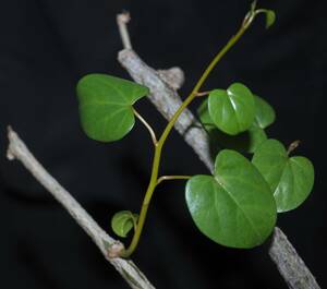 珍品・アフリカの薬草多肉　Tinospora caffra 【チノスポラ　ツヅラフジ　薬草　有用植物