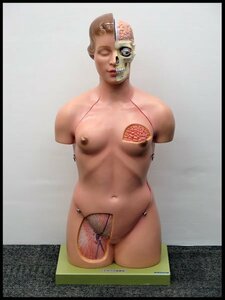 △トルソ人体模型 坂本モデル 女性 人体モデル/人体標本/人体トルソー/トルソー模型/トルソー型/人体内臓トルソー/人体解剖模型
