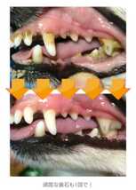 マジックゼオ・プロ 40㏄ ペット 犬用品 猫用品 歯石除去 歯磨き 口臭 歯周病 予防 デンタルケア トリミング お手入れ _画像2