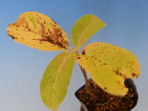 玉アジサイ　(伊豆大島産)　Ｂ・珍品・花木・山野草