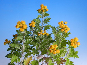 [小豆島イソギク]　A・珍品・花木・山野草