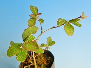 斑入(白.銀散)　ウグイスカグラ　A・珍品・花木・山野草