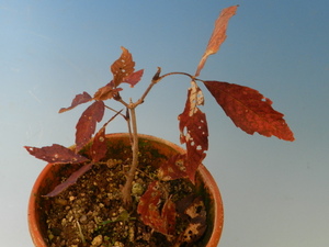 三葉性カエデ(紅葉の美しい)[目薬の木]　A・珍品・花木・山野草・メグスリノキ