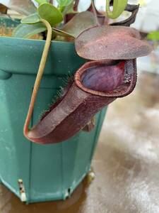 Nepenthes lowii×campanulata EP由来　大鉢　ネペンテス　 食虫植物