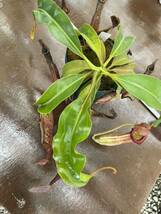 Nepenthes edwardsiana ×maxima 大　ネペンテス　 食虫植物_画像3