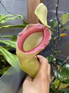 Nepenthes ventricosa Quezon ネペンテス　ベントリコーサ　食虫植物　ウツボカズラ