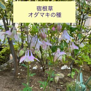 宿根草オダマキ　自家採取　種50粒+α　淡いピンク　希少種　花の種