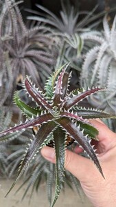 【Dyckia】ディッキア ’Arizona’ × ‘Chicago’ 実生 ③