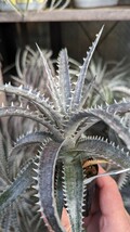 【Dyckia】ディッキア　goehringii × Nagas オリジナルハイブリッド　実生 ①_画像2