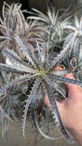 【Dyckia】ディッキア goehringii × (Nagas × Immortal) オリジナルハイブリッド　実生